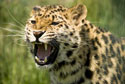 Big Cat Gallery